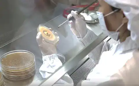 牛樟芝子實體的關鍵營養成分 / 圖片來源:恩揚生技