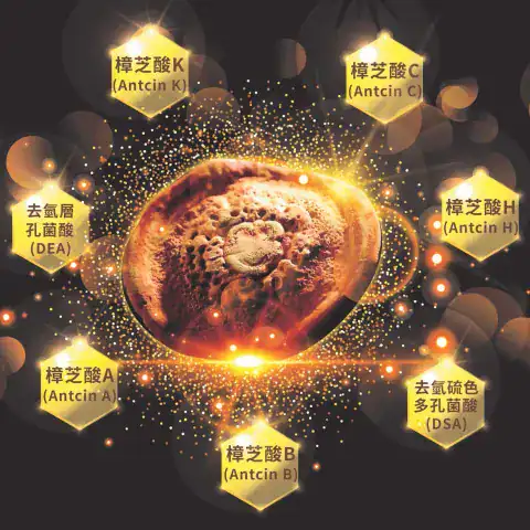 牛樟芝的珍貴價值與科學實證 / 圖片來源:恩揚生技
